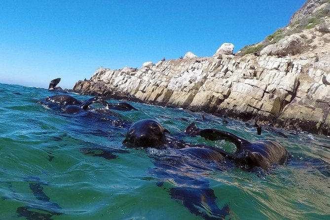 1.5-Hour Seal Viewing Boat Tour in Plettenberg Bay - Key points to know before booking