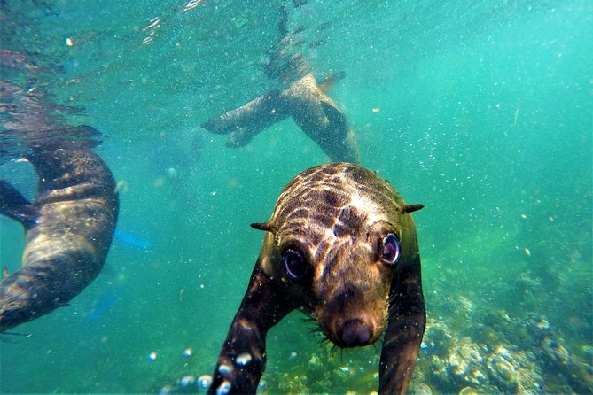 1.5-Hour Seal Viewing Boat Tour in Plettenberg Bay - Why Robberg’s seal colony is worth the boat ride