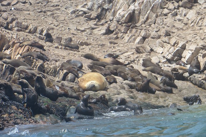 1.5-Hour Seal Viewing Boat Tour in Plettenberg Bay - Weather, cancellation, and choosing your day