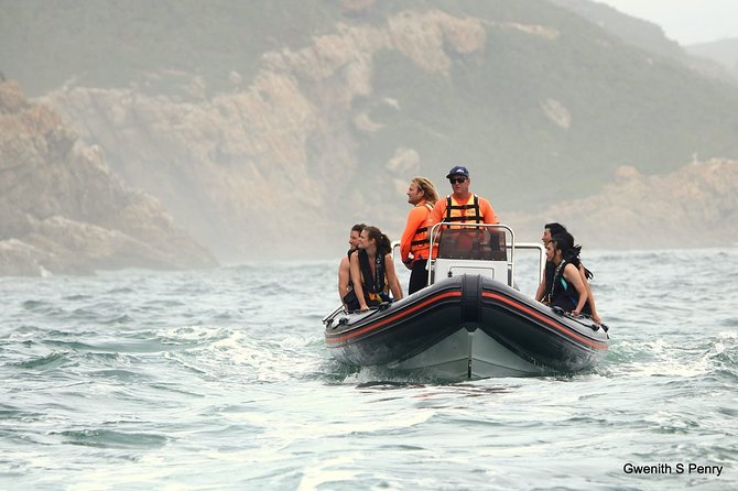 1.5-Hour Seal Viewing Boat Tour in Plettenberg Bay - What the seal viewing actually feels like