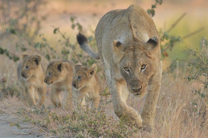 1 Day Photographic Wildlife Safari from Hazyview to Kruger Park - Why this Kruger safari suits photographers