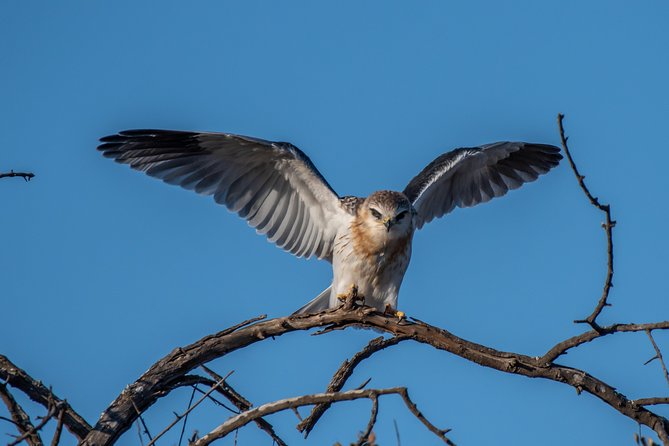 1 Day Photographic Wildlife Safari from Hazyview to Kruger Park - The open vehicle and camera setup