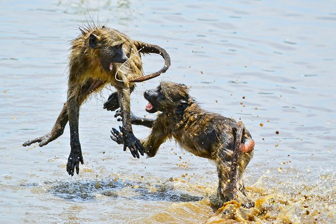 1 Day Photographic Wildlife Safari from Hazyview to Kruger Park - Comfort stops at Kruger’s main camps