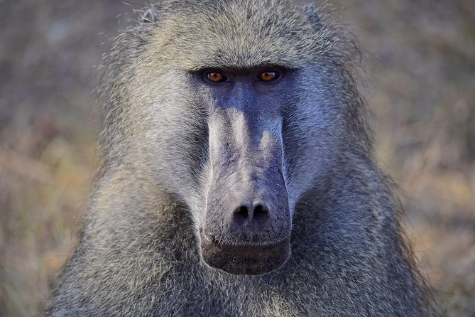 1 Day Photographic Wildlife Safari from Hazyview to Kruger Park - The guides: Bernhard, Hennie, and patient instruction