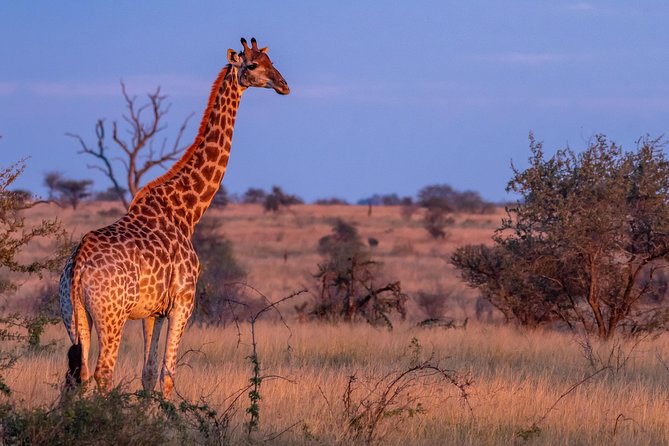 1 Day Photographic Wildlife Safari from Hazyview to Kruger Park - Is $533.93 good value for a private safari?
