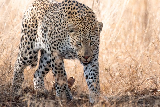 1 Day Photographic Wildlife Safari from Hazyview to Kruger Park - The 5:00 am start from Hazyview