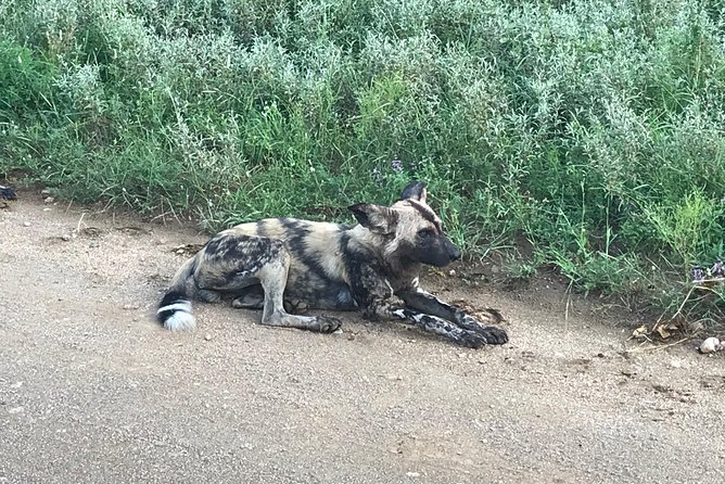 1 Day Safari from Johannesburg - A Long Day With a Few Practical Limits