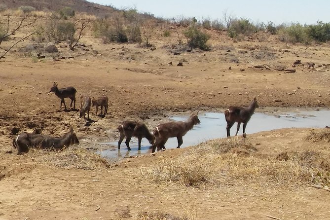 1 Day Safari from Johannesburg - Should You Book the Pilanesberg Day Trip?