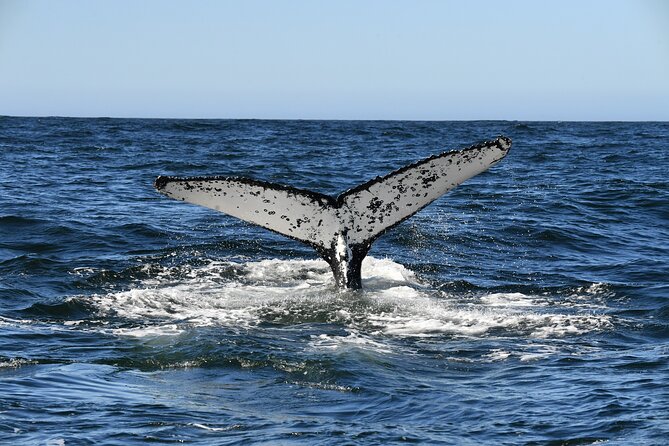1 Day Whale Watching at Yzerfontein - Searching for humpbacks, not chasing them