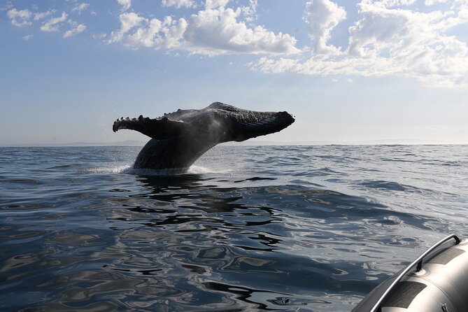 1 Day Whale Watching at Yzerfontein - Wildlife beyond the main event