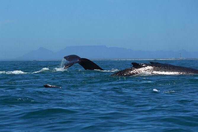 1 Day Whale Watching at Yzerfontein - The people make the difference