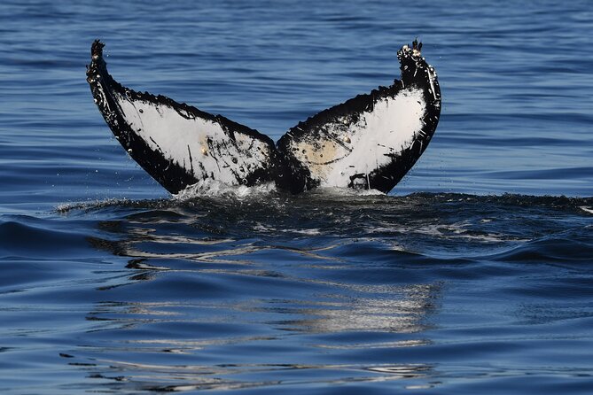 1 Day Whale Watching at Yzerfontein - Food, drinks and the shore-side debrief
