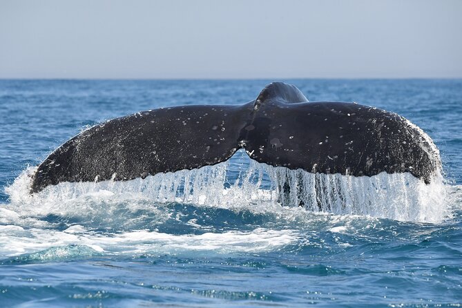 1 Day Whale Watching at Yzerfontein - Is $331.87 good value?