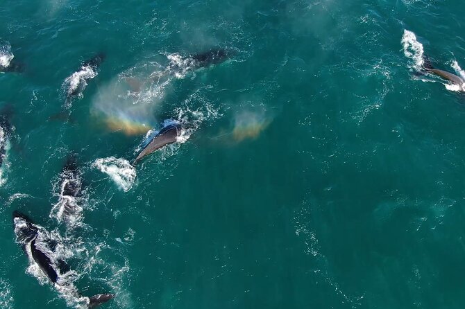 1 Day Whale Watching at Yzerfontein - The 6:30 am welcome at Yzerfontein Harbour