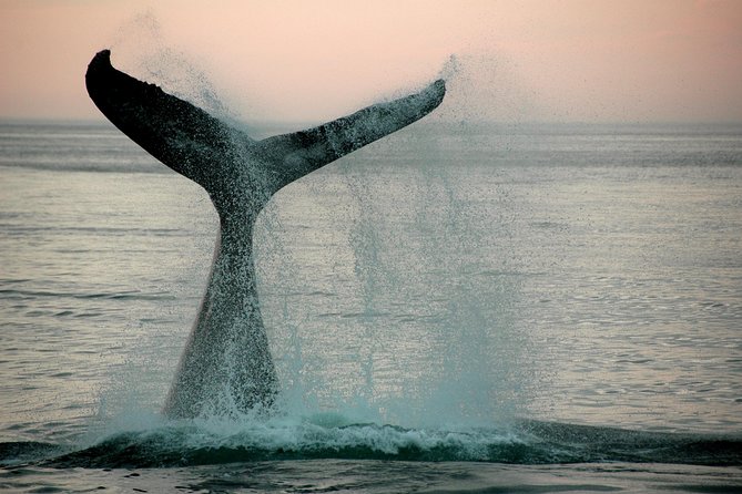 10 Day Cape & Garden Route Tour Combo with add-on accommodation - Day 8: Tsitsikamma, Knysna, and optional adrenaline