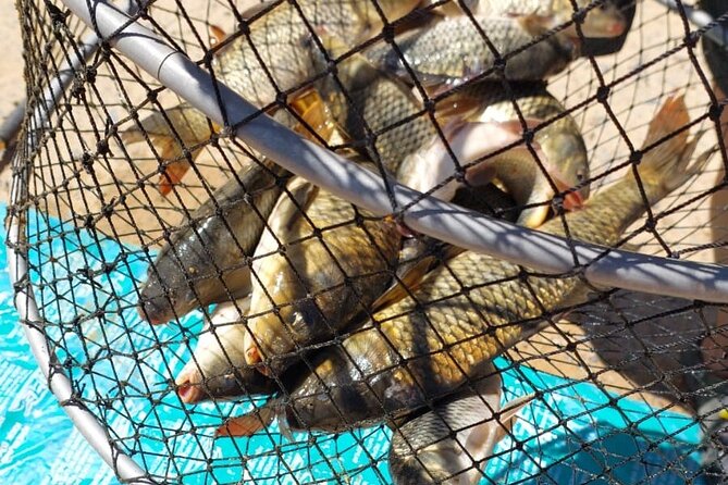 100 % Catch Rate Cape Town Wild Tours - Targeting African catfish and carp