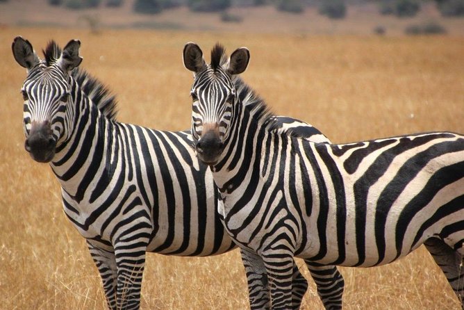 13 Day Safari - Cape Town to Johannesburg - Day 4: Bloukrans Bridge and Addo’s elephants