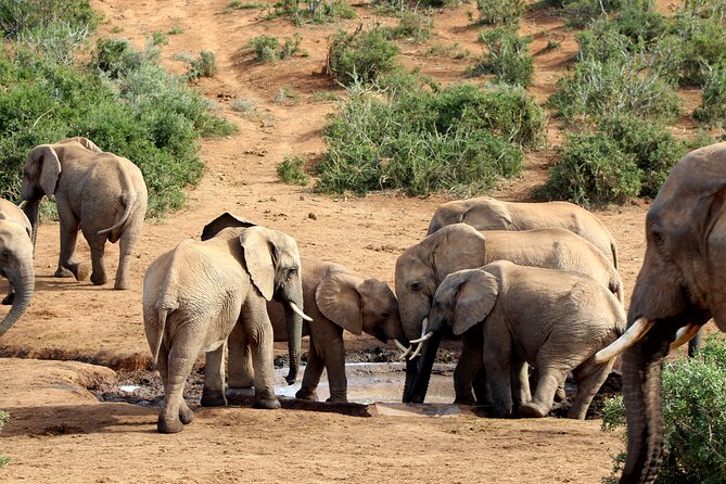 2 Day Addo Elephant Park Safari - Addo’s elephants and its smaller surprises
