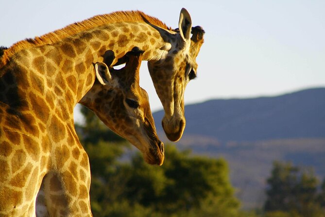 2 Day Inverdoorn Luxury Safari - The 6:00 sunrise drive