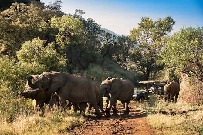 2 Day Pilanesberg Camping Safari - The second morning begins early again