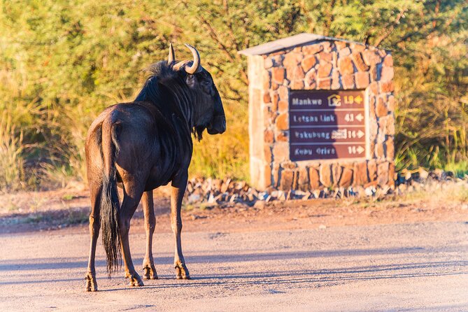 2 Day Pilanesberg Camping Safari - The shorter closed-vehicle drive
