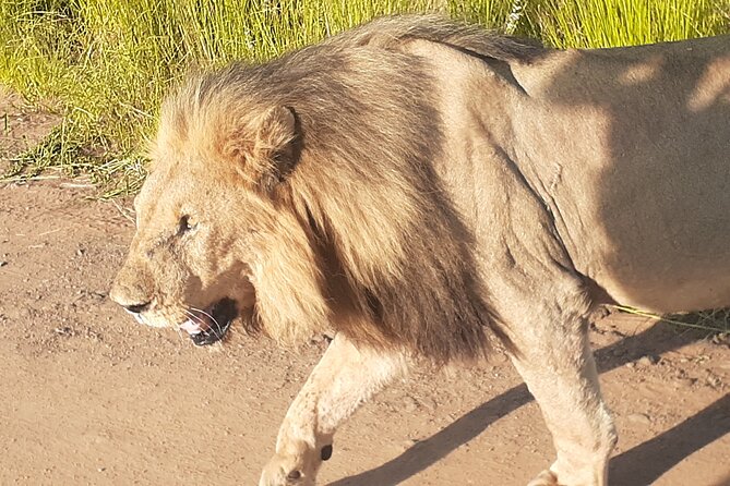 2 Day Pilanesberg national park Guided Tour - Day one: your first Pilanesberg game drive