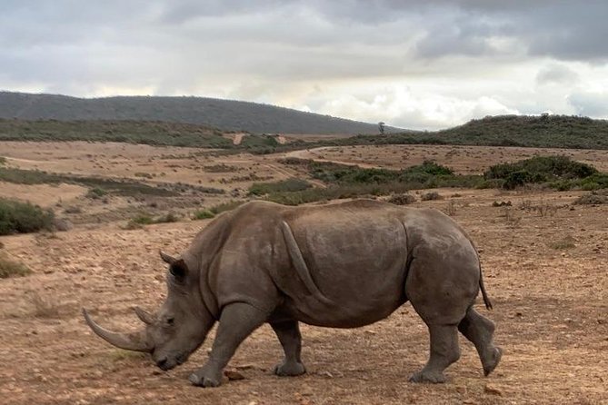 2 Day Safari Experience from Cape Town - Arrival at the game lodge and the sunset drive
