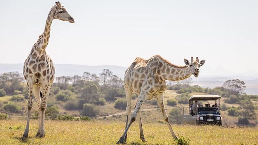 2 Day Small Group Cape Town: Garden Route Big 5 Safari Tour - What the $1,908 price really covers