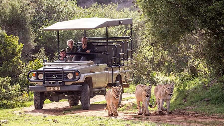 2 Day Small Group Cape Town: Garden Route Big 5 Safari Tour - One hour beneath the Cango Caves