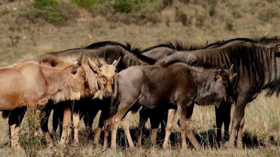 2 Day Small Group Cape Town: Garden Route Big 5 Safari Tour - Buffelsdrift after lunch