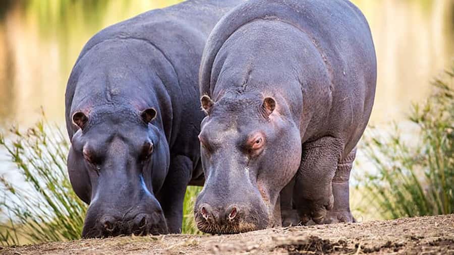 2 Day Small Group Cape Town: Garden Route Big 5 Safari Tour - A night at Chandelier Game Lodge