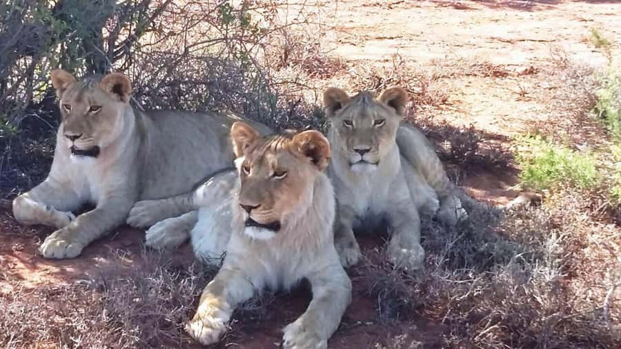 2 Day Small Group Cape Town: Garden Route Big 5 Safari Tour - Three hours at Botlierskop