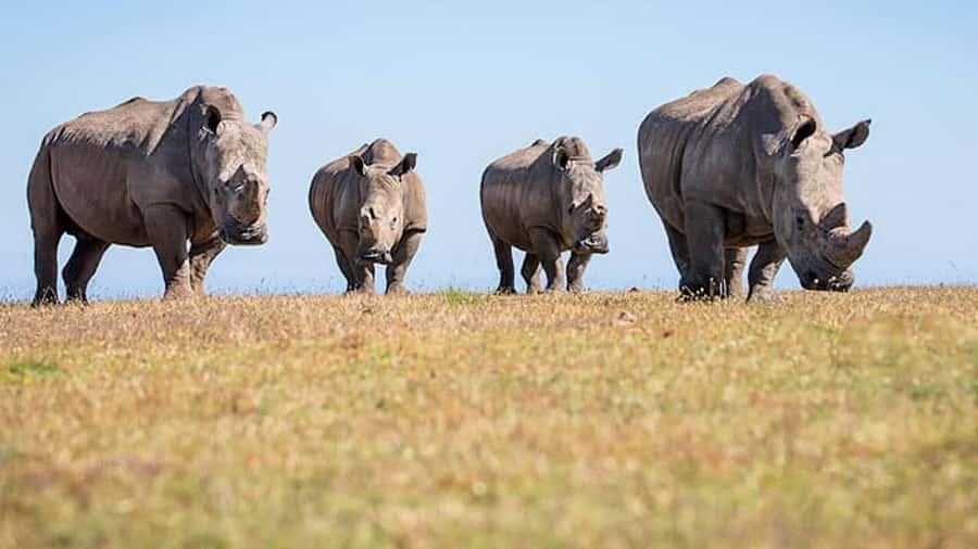 2 Day Small Group Cape Town: Garden Route Big 5 Safari Tour - The long return to Cape Town