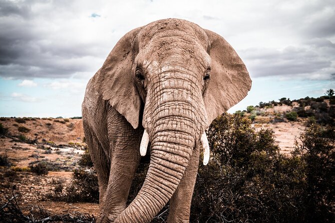 2 Day Small Group Garden Route Big 5 Safari Tour from Cape Town - The real shape of this two-day safari