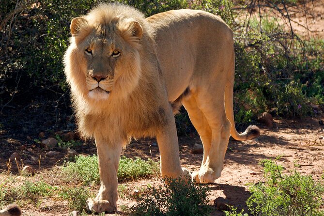 2 Day Small Group Garden Route Big 5 Safari Tour from Cape Town - Chandelier Game Lodge makes the overnight worthwhile