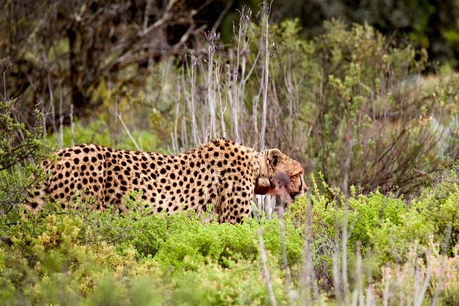 2 Day Small Group Garden Route Big 5 Safari Tour from Cape Town - Morning wildlife at Chandelier