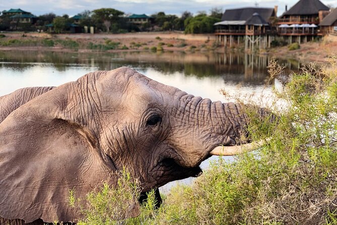 2 Day Small Group Garden Route Big 5 Safari Tour from Cape Town - Botlierskop is the big wildlife finale