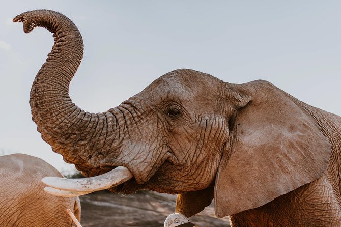 2 Day Wild Heart Western Cape Safari Tour with Private Transfers - Five things to know before you book