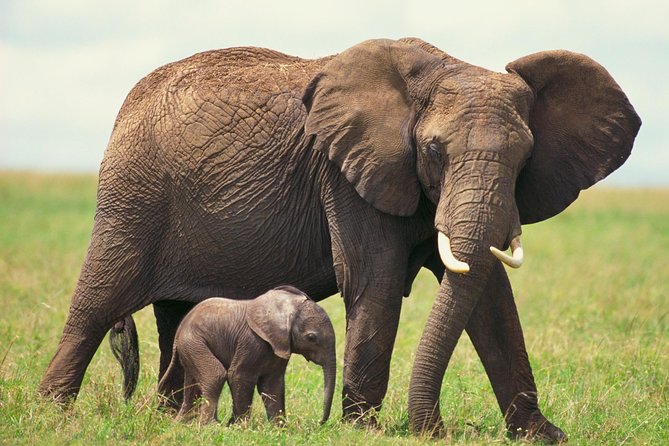 2 Day Wild Heart Western Cape Safari Tour with Private Transfers - Buffelsdrift and the morning bush drive