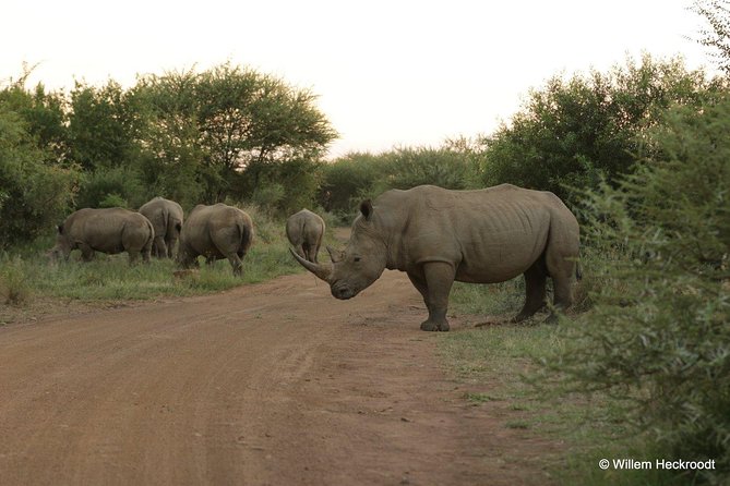 2-Days Pilanesberg best chance to view "Big 5" with private extended safari - Key things to know before booking