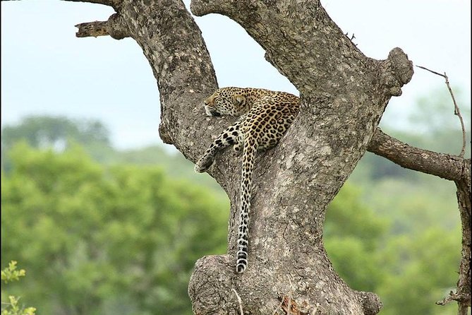 2-Days Pilanesberg best chance to view "Big 5" with private extended safari - Why two days works better at Pilanesberg
