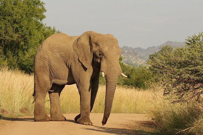 2-Days Pilanesberg best chance to view "Big 5" with private extended safari - Breakfast, checkout, and the return to Johannesburg