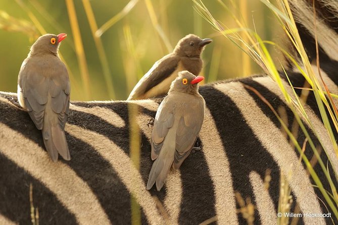 2-Days Pilanesberg best chance to view "Big 5" with private extended safari - Arriving at Pilanesberg National Park