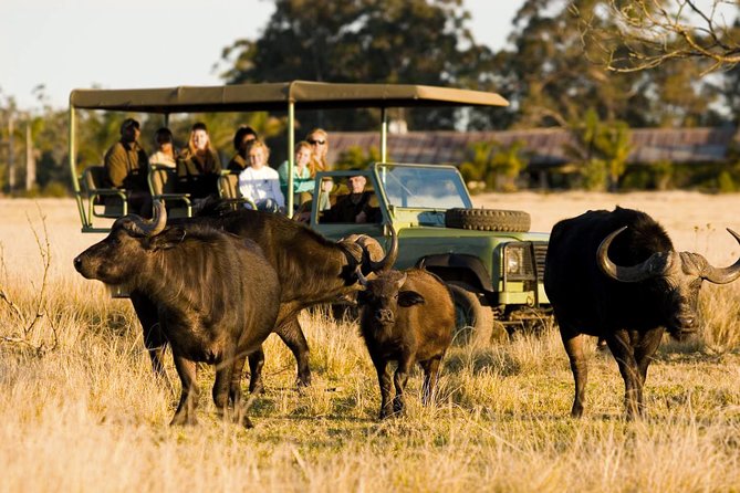 2-Hour Game Drive at the Plettenberg Bay Game Reserve - Key points at a glance