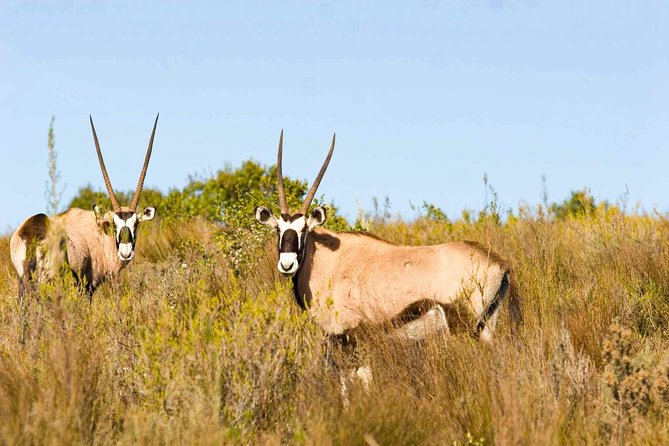 2-Hour Game Drive at the Plettenberg Bay Game Reserve - A short safari in the Tsitsikamma foothills