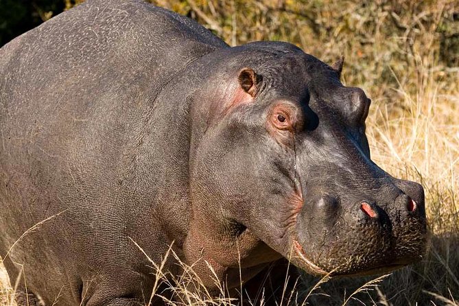 2-Hour Game Drive at the Plettenberg Bay Game Reserve - Why the ranger can make or break the drive