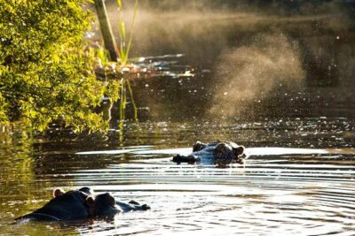 2-Hour Game Drive at the Plettenberg Bay Game Reserve
