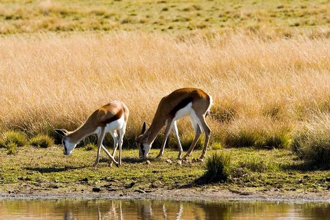 2-Hour Game Drive at the Plettenberg Bay Game Reserve - Arrival facilities are basic, so plan ahead