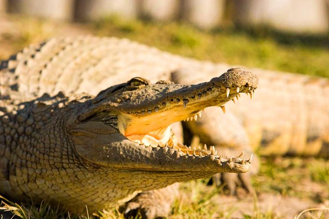 2-Hour Game Drive at the Plettenberg Bay Game Reserve - Morning or afternoon: choosing your timing
