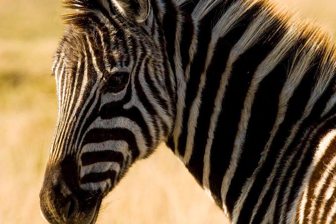 2-Hour Game Drive at the Plettenberg Bay Game Reserve - Is $57.24 good value?